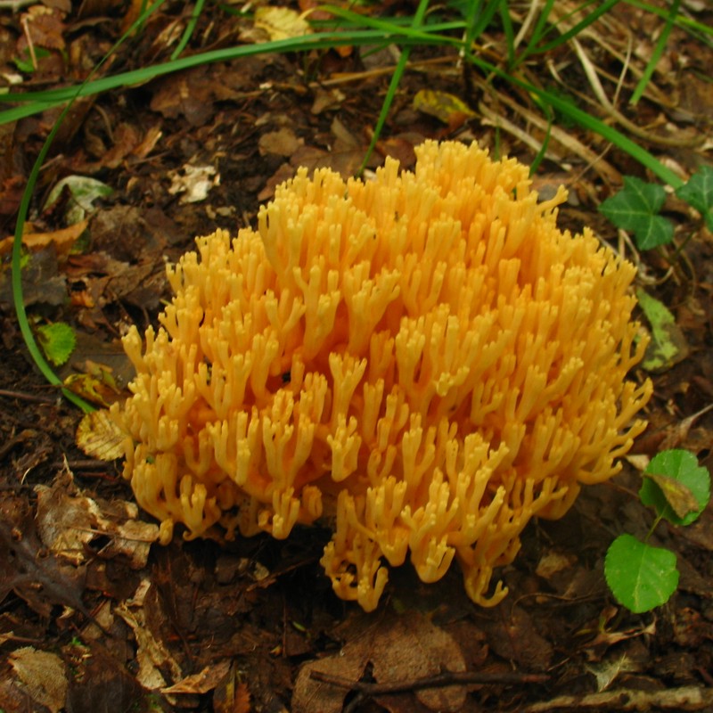 From Istria with love II